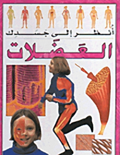 العضلات