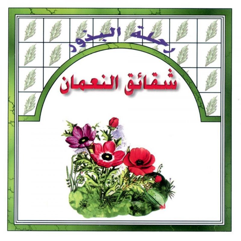 رحلة البذور : شقائق النعمان